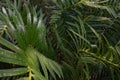 Wet Tropical Green Cycad Leaves Encephalartos sp. Royalty Free Stock Photo