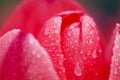 Wet tulip detail Royalty Free Stock Photo