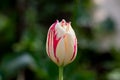 While lonely tulip in a garden