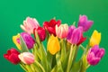 Wet tulips Royalty Free Stock Photo