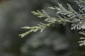 A wet twig of coniferous bushes with drops