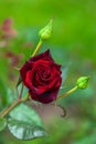 Wet velvet rose under rain drops