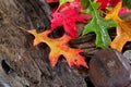 Wet Vibrant Autumn leaves on driftwood