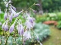 Wet violet bellflowers closeup after rain in park