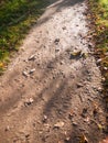 Wet walkway path brown floor autumn way walk Royalty Free Stock Photo