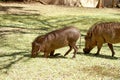 Warthogs grazing