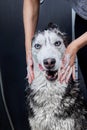 Wet washable husky dog on dark background. Hands soap the dog, dog washing