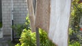 Wet washed carpets dry in hard wind, on background of brick house with flowers