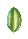 Wet with water drops Indian Ficus Elastica leaf isolated at whit
