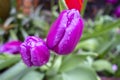 Wet with water drops purple violet fuchsia tulips in a green garden Royalty Free Stock Photo