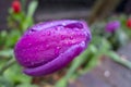 Wet with water drops purple violet fuchsia tulips in a green garden Royalty Free Stock Photo