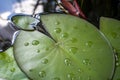 Big flat water lily leaf with water drops Royalty Free Stock Photo