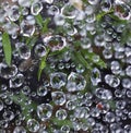 Wet weather spring rain water raindrops close up