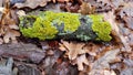 Wet weathered wood branch covered by fresh bright green moss Royalty Free Stock Photo