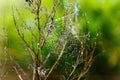Wet web with drops on a bush Royalty Free Stock Photo