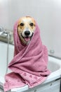 Wet dog stands on its hind legs in the bathroom after bathing Royalty Free Stock Photo