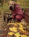 Wet wheat Terrier in waterproof overalls sitting on a bench in the Park