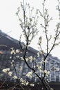 wet white blossom of cherry tree and country hut Royalty Free Stock Photo