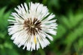Wet white dandelion flower with seeds after the rain closeup Royalty Free Stock Photo
