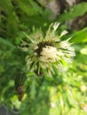 Wet white dandelion after rain Royalty Free Stock Photo