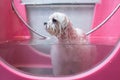 Wet white dog bathed in a pink bathtub. Royalty Free Stock Photo