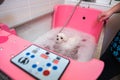 Wet white dog bathed in a pink bathtub. Royalty Free Stock Photo