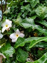 Wet white flower and leafs in rainy season which captured in the garden