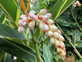 Wet white flower of Shell Ginger, Pink porcelain lily, Variegated ginger, Butterfly ginger Alpinia zerumbet in East Africa
