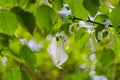 Wet white flowering dove tree blooms on branch with veined leaves