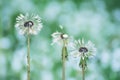 Wet white flowers of fluffy dandelions after the rain. Royalty Free Stock Photo