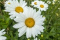 Daisies white Petals smooth and flat with orange center Royalty Free Stock Photo