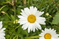 Daisies white Petals smooth and flat with orange center Royalty Free Stock Photo