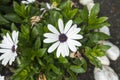 Osteospermum, or African daisies white Petals smooth and flat with purple center Royalty Free Stock Photo