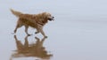 Wet white furred Labrador Retriever pet dog runs on beach with wagging tail.