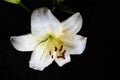 Wet white lily flower with dew drops. Royalty Free Stock Photo