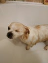 Wet white little dog in the bath. The gog is swimming