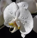 Wet white orchid