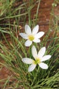 Wet White Rain Lily flowers