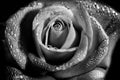 Wet white rose flower monochrome close-up photo with shallow depth of field Royalty Free Stock Photo