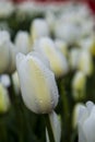 Wet White Tulip after raim Royalty Free Stock Photo