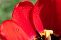 Wet wide red tulip petals with black core and glittering water drops. Red tulips growing on the field. Red flowerbed of spring tul Royalty Free Stock Photo