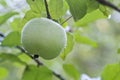 Wet wild apples