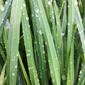 Wet wild grass leafs. Close up so you see only leafs Royalty Free Stock Photo