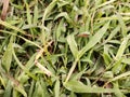 Wet wild grass after raining Royalty Free Stock Photo