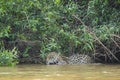 Wet Wild Jaguar Submerging to Swim in the River by Jungle