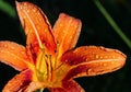 Wet Wild Orange Lily