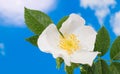 Wet wild rose flower detail. Rosa canina. Fragile dewy brier