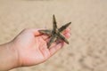 Wet woman hand holding red five point starfish. Royalty Free Stock Photo