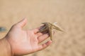 Wet woman hand holding red five point starfish. Royalty Free Stock Photo