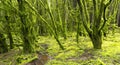 Wet woodland with trees swathed in moss and lichen Royalty Free Stock Photo